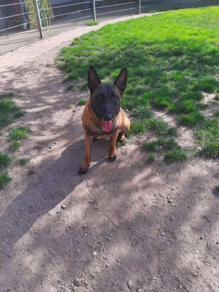 Lio – Malinois, männlich, 2 Jahre, 7 Monate, 13057 Berlin – zur Adoption