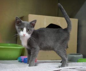 Findus – Europäisch Kurzhaar, männlich, 97525 Schwebheim – zur Adoption