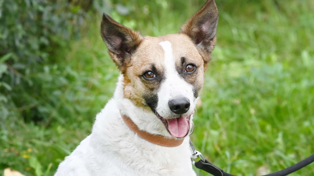 Rex – Jack Russell Mix, männlich, 4 Jahre, 3 Monate, 13057 Berlin – zur Adoption