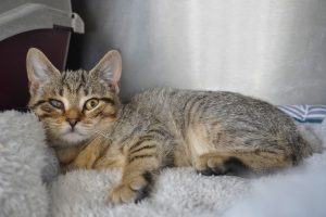 Willow