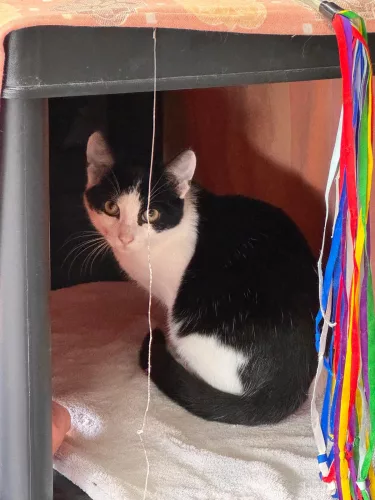 Zeppelin – EKH, männlich, 26389 Wilhelmshaven – zur Adoption