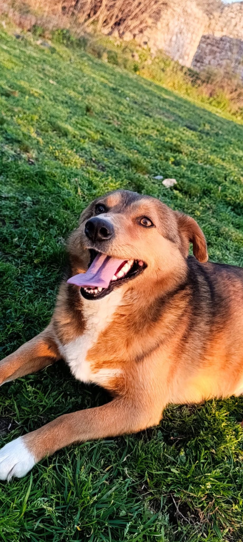 Maffi – Hund, weiblich, 12 Monate, Nordic Strays e.V. – zur Adoption