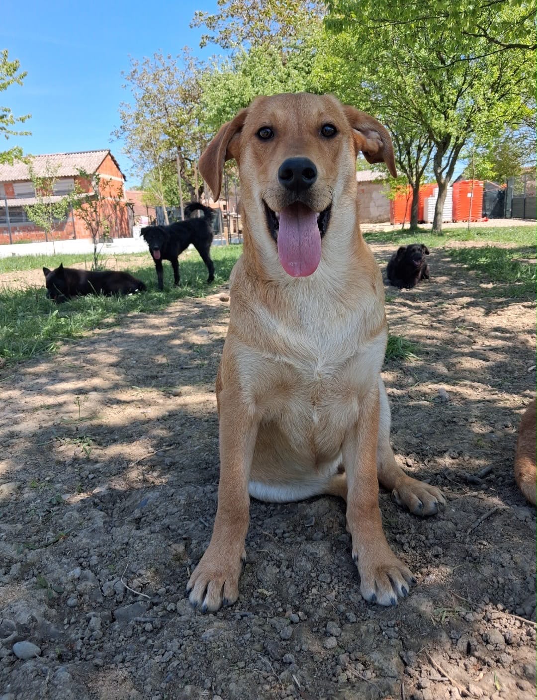Ray – Hund, männlich, Nordic Strays e.V. – zur Adoption