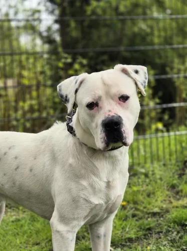 Rocky – Dogo Argentino-Mix, männlich, 1 Jahr, 26389 Wilhelmshaven – zur Adoption