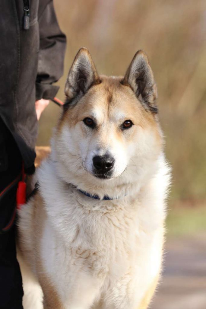 Enrico – Laika, männlich, 7 Jahre, 8 Monate, 13057 Berlin – zur Adoption
