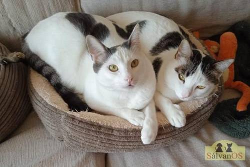 Hardy – Europäisch Kurzhaar, männlich, 3 Jahre, 65520 Bad Camberg – zur Adoption