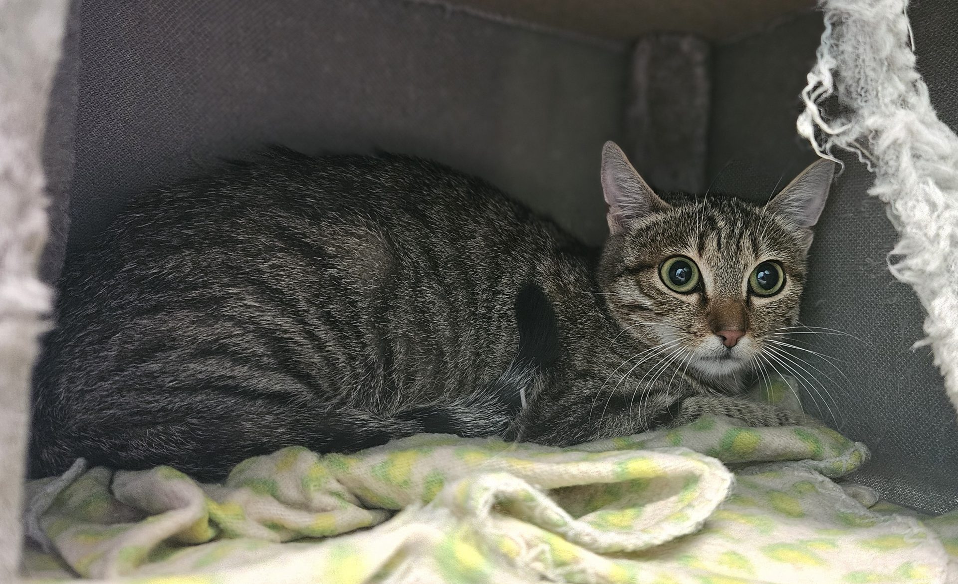 Katha – Europäisch Kurzhaar, weiblich, 97525 Schwebheim – zur Adoption