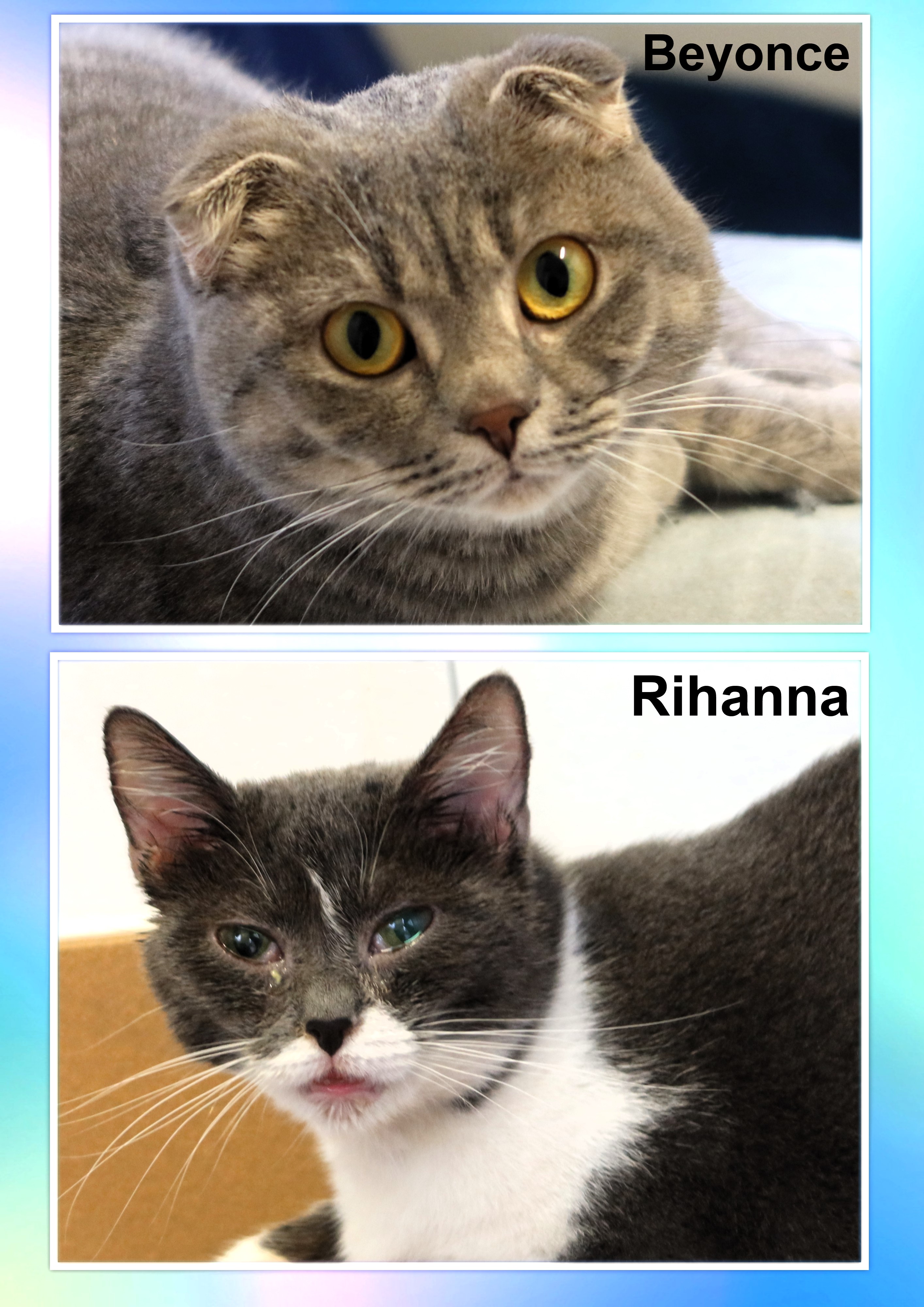 Beyoncé und Rihanna – Scottish Fold und BKH-Mix, weiblich, 50969 Köln-Zollstock – zur Adoption