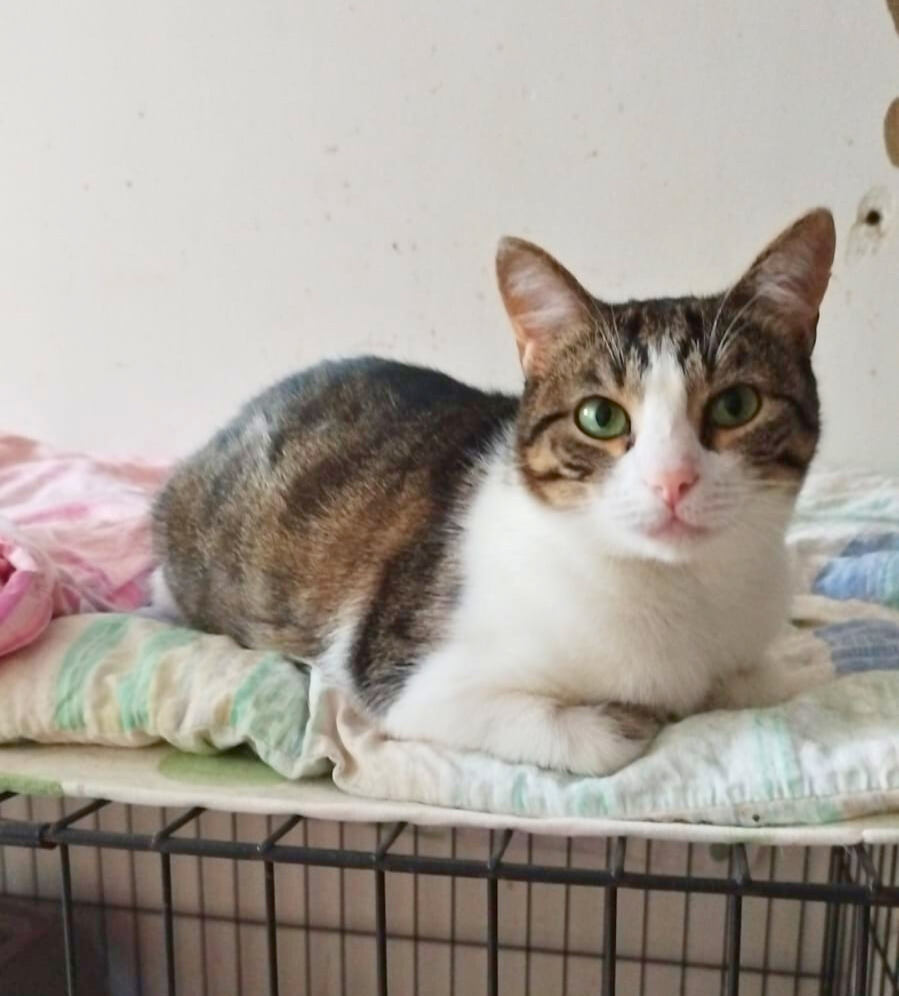 Tilda – Hund, männlich, Nordic Strays e.V. – zur Adoption