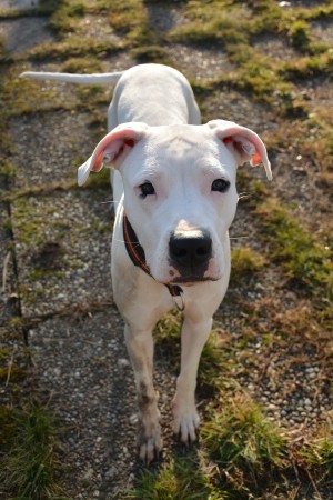 Pearl – Dogo Argentino, weiblich, 70195 Stuttgart-Botnang – zur Adoption