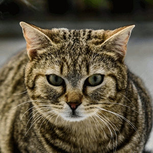 Oggy und Ophelia – EKH, getigert, männlich, 1 Jahr, 90537 Feucht – zur Adoption