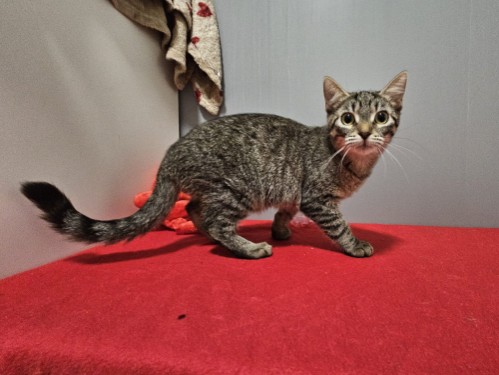 Miezerella – Katze, männlich, 32758 Detmold – zur Adoption