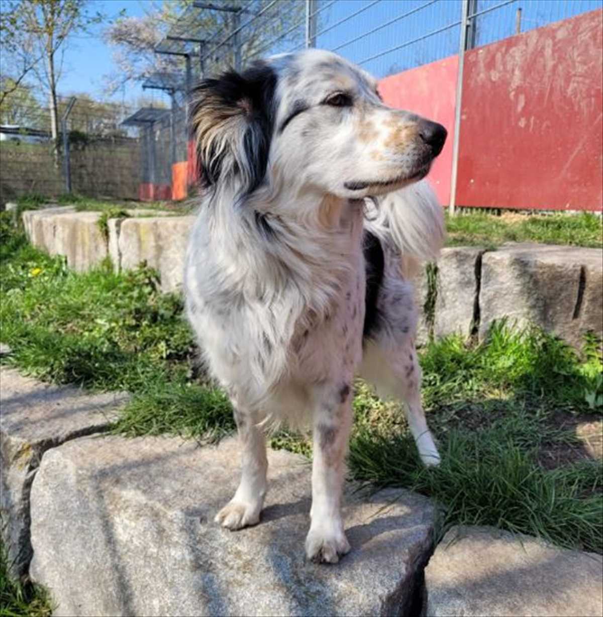 Loki – Münsterländer, Mix, männlich, 4 Jahre, 7 Monate, 81829 München – zur Adoption