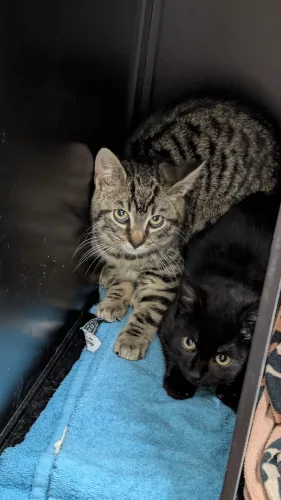 Anton – EKH, männlich, 26389 Wilhelmshaven – zur Adoption