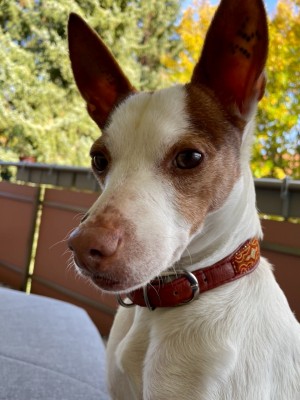 Joelito – Ratanero-Mix, männlich, 5 Jahre, 10 Monate, 70195 Stuttgart-Botnang – zur Adoption