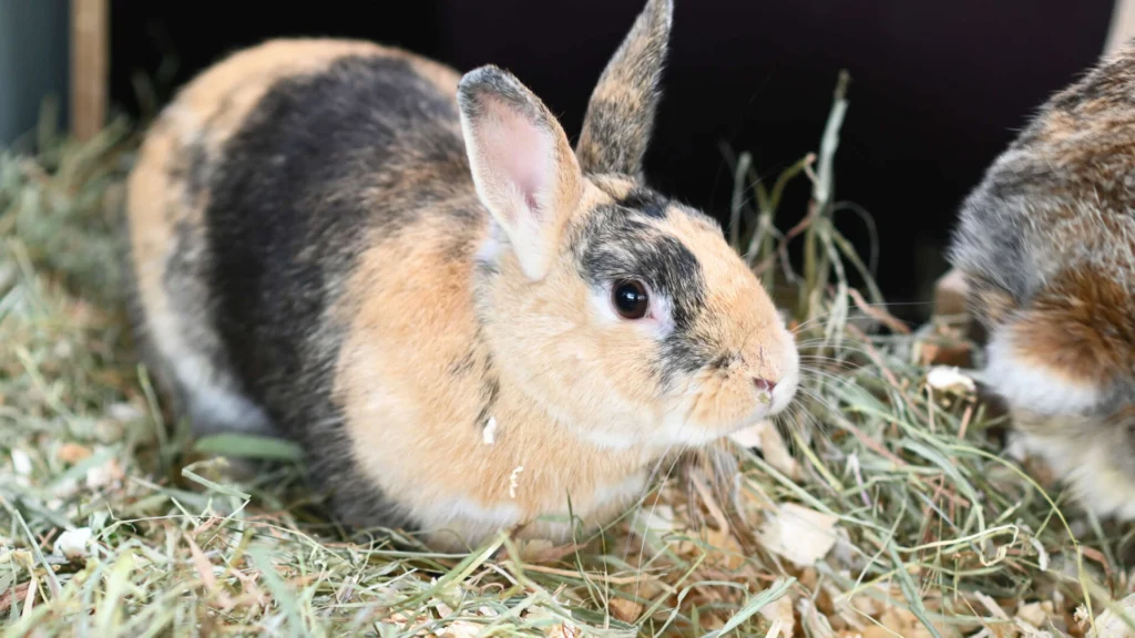 Merlot & Melina – Zwergkaninchen, männlich, 13057 Berlin – zur Adoption
