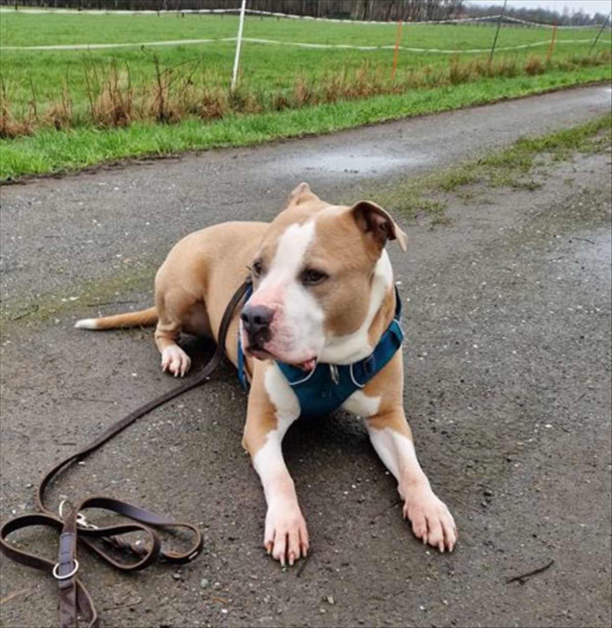 LUCKY – Hunde, Mix, männlich, 7 Jahre, 8 Monate, 81829 München – zur Adoption