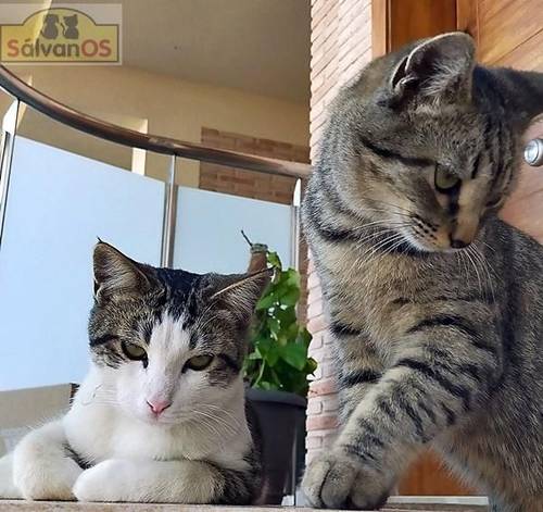 Junior & Tigrito – Europäisch Kurzhaar, männlich, 2 Jahre, 6 Monate, 65520 Bad Camberg – zur Adoption