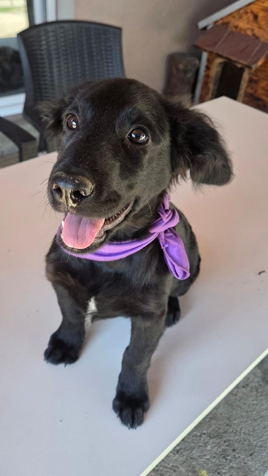 Lenny – Kroat.Schäferhund-Mischling, männlich, 4 Monate, Nordic Strays e.V. – zur Adoption