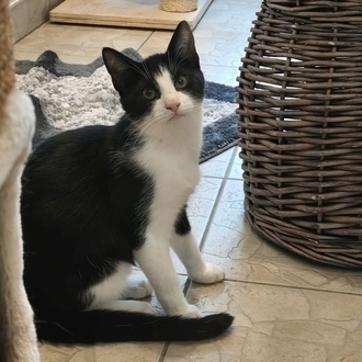 Cola – EKH, männlich, 5 Monate, 97074 Würzburg – zur Adoption