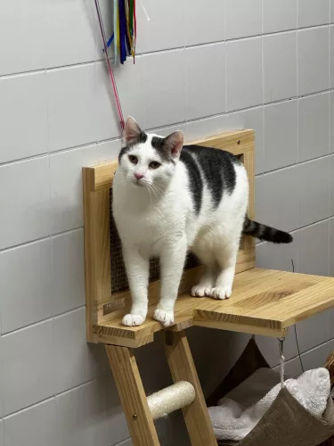 Wuddi – EKH, männlich, 26389 Wilhelmshaven – zur Adoption