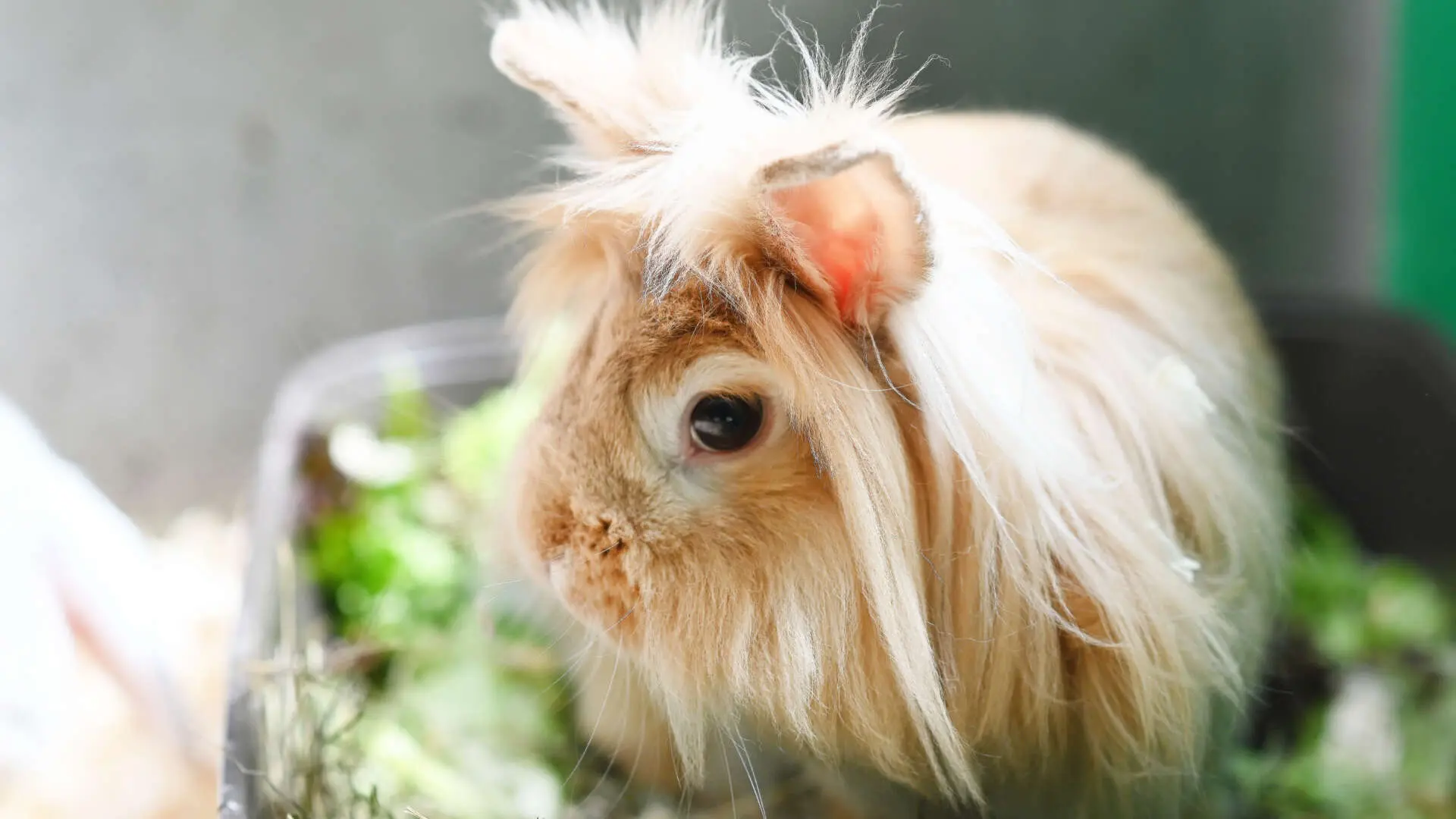Yoshi – Zwergwidder, männlich, 4 Jahre, 13057 Berlin – zur Adoption