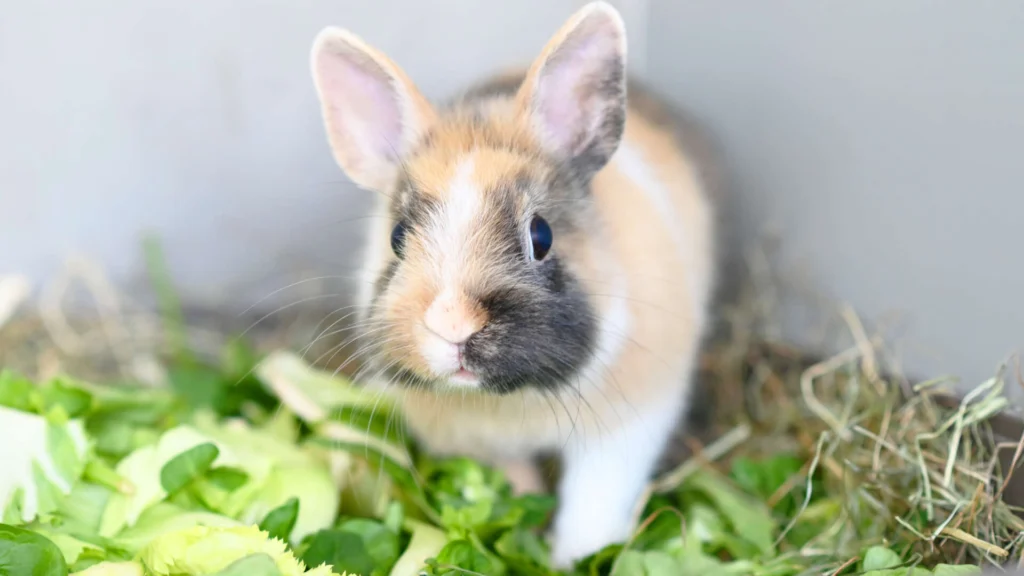 Kessi – Zwergkaninchen-Mix, weiblich, 11 Monate, 13057 Berlin – zur Adoption