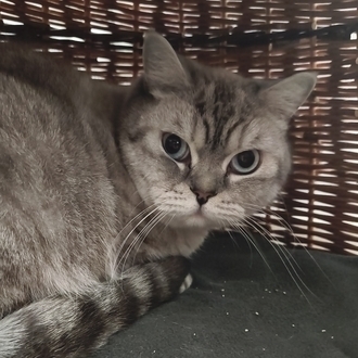 Benni – BKH, männlich, 3 Jahre, 97074 Würzburg – zur Adoption