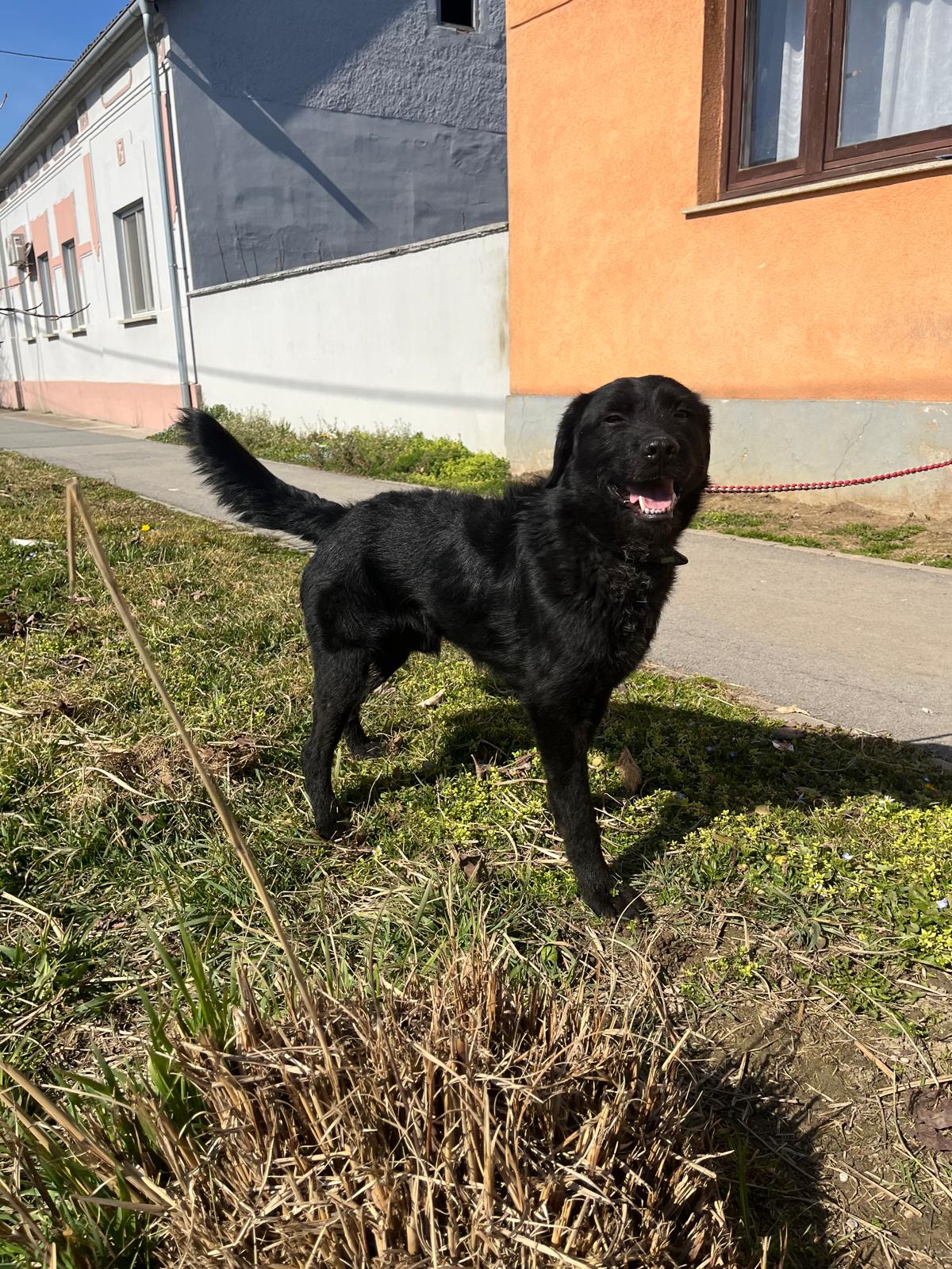 Koda aka Nero