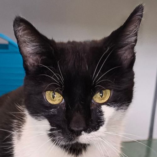 Shiroi – Hauskatze, weiblich, 3 Jahre, 28357 Bremen – zur Adoption