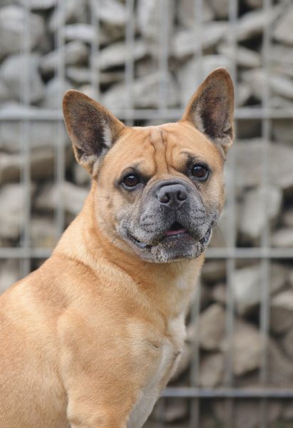 Charly – Frz. Bulldogg-Mix, männlich, 10 Jahre, 6 Monate, 13057 Berlin – zur Adoption