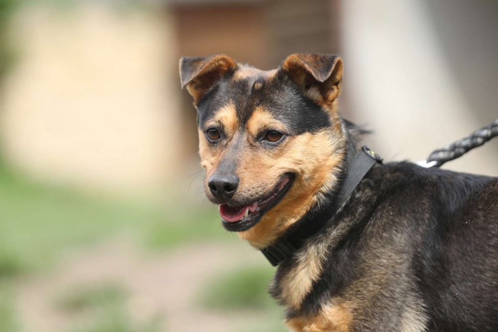 Knolle – Terrier-Mix, männlich, 5 Jahre, 13057 Berlin – zur Adoption