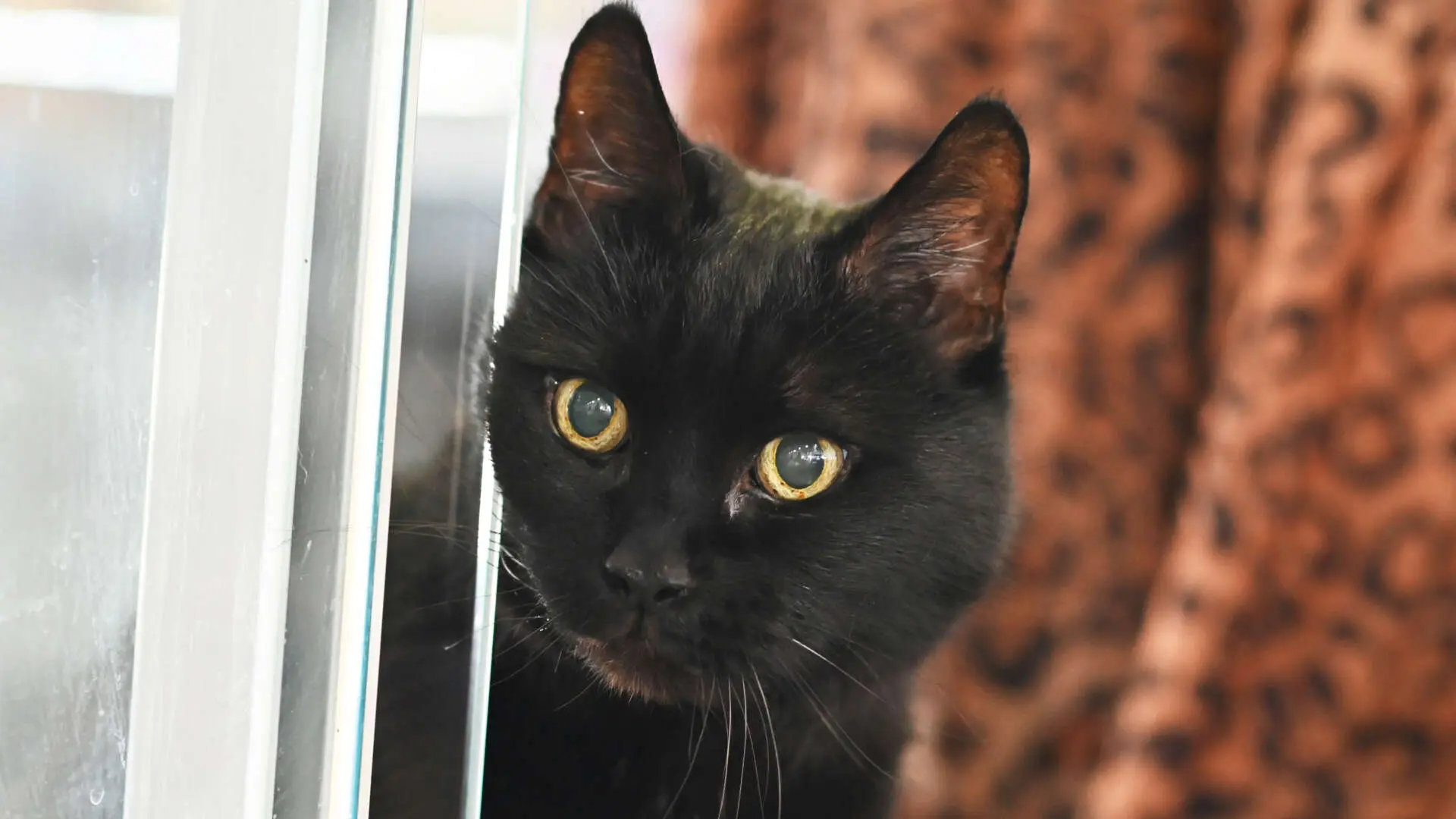Möhrchen – EKH, männlich, 13057 Berlin – zur Adoption