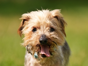 Felix – Yorki, männlich, 15 Jahre, 10 Monate, 90537 Feucht – zur Adoption