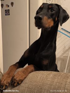 Scoot – Dobermann, männlich, 3 Jahre, 97525 Schwebheim – zur Adoption