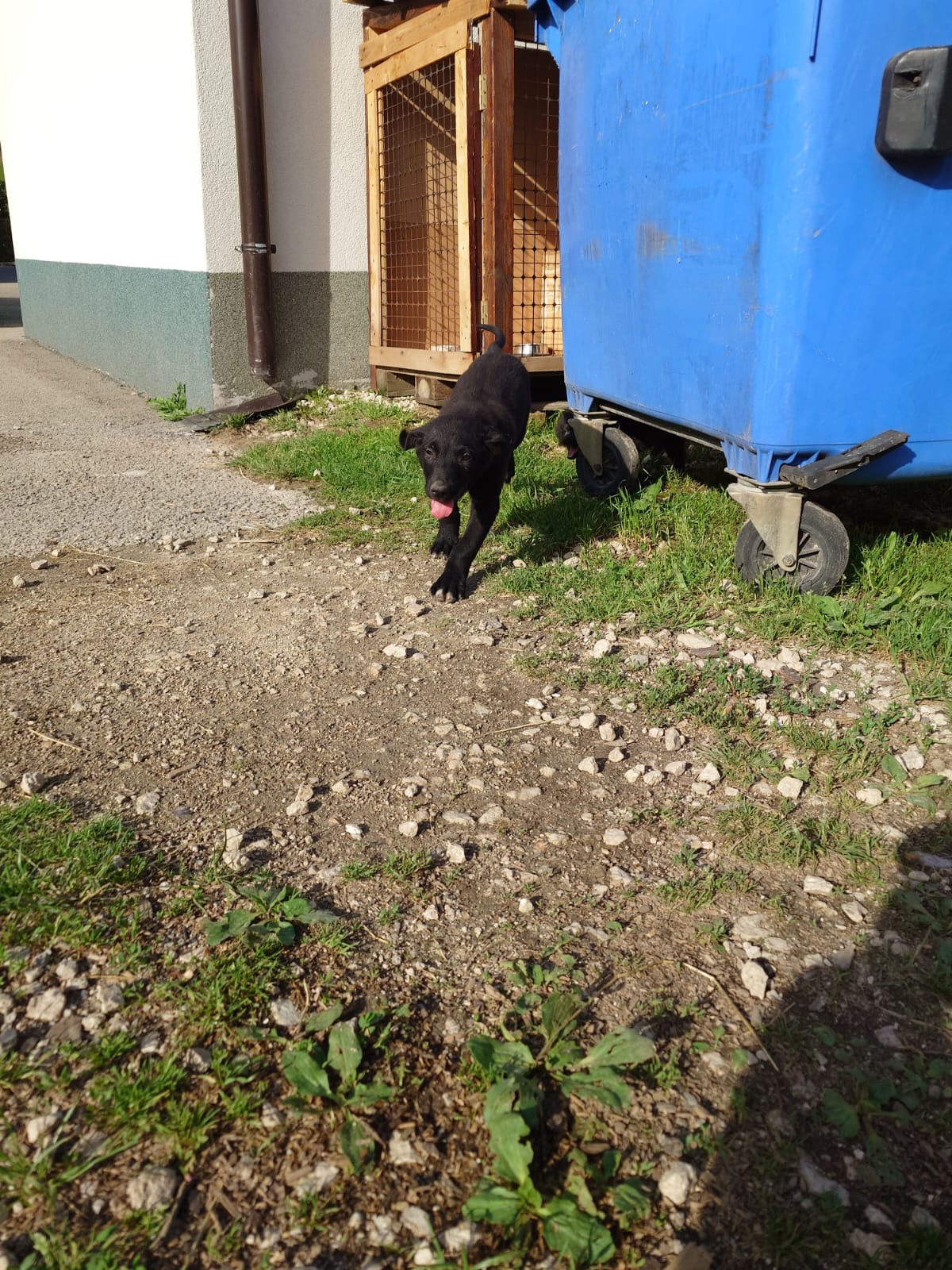 Pablo – Hund, männlich, Nordic Strays e.V. – zur Adoption