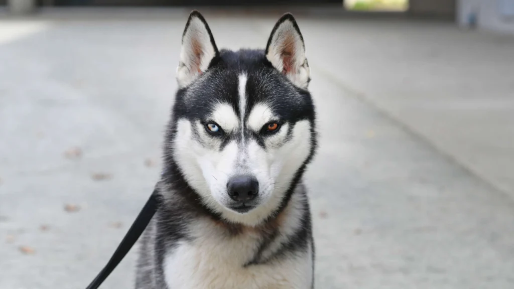Kolja – Husky-Mix, männlich, 2 Jahre, 3 Monate, 13057 Berlin – zur Adoption