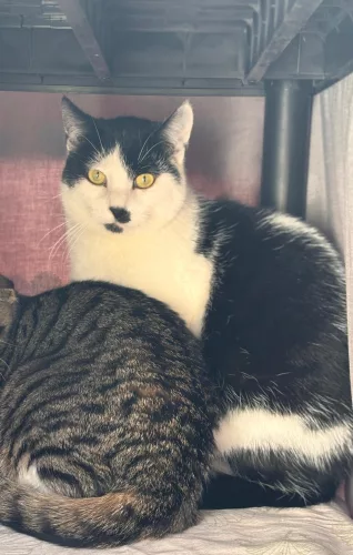 Christel – EKH, weiblich, 26389 Wilhelmshaven – zur Adoption