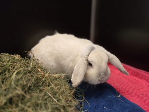 Flöckchen – Widder, weiblich, 97525 Schwebheim – zur Adoption