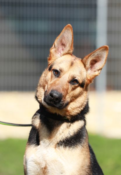 Claire – Schäferhund-Mix, weiblich, 6 Jahre, 10 Monate, 13057 Berlin – zur Adoption