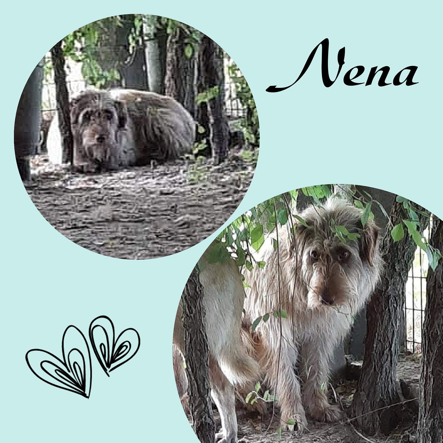 Nena