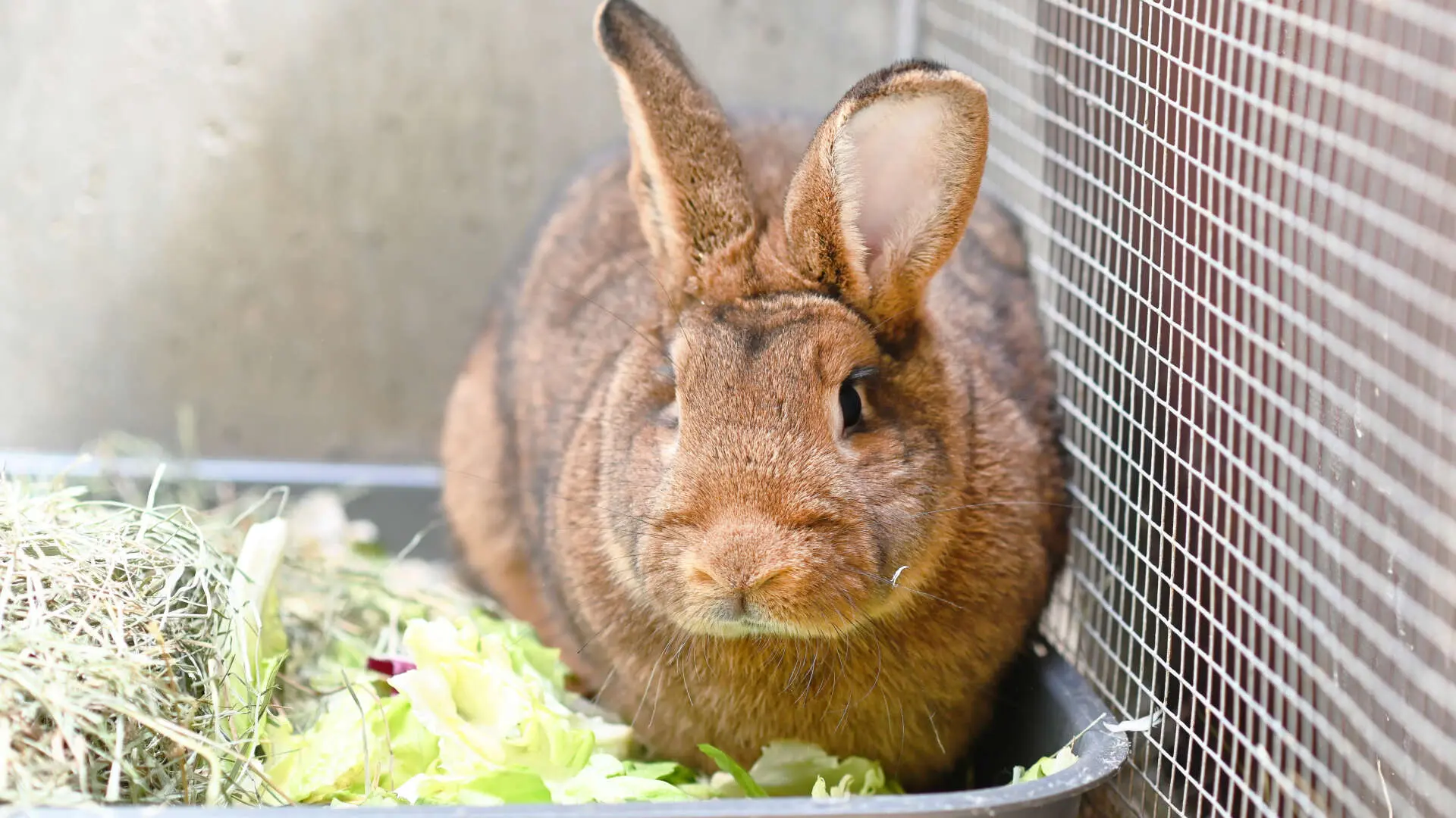 Nillie & Herr Lampe – Stallkaninchen- & Zwergkaninchen-Mix, männlich, 13057 Berlin – zur Adoption