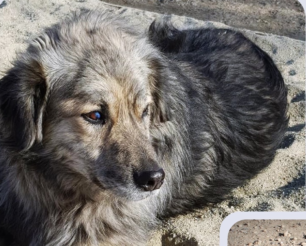 Malou – Hund, männlich, 50823 Köln – zur Adoption