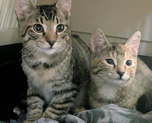 Kimi Und Sebastian – Katze, weiblich, 39576 Stendal – zur Adoption