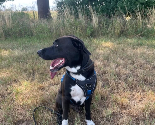 Pablo – Labrador-Mix, männlich, 2 Jahre, 39576 Stendal – zur Adoption