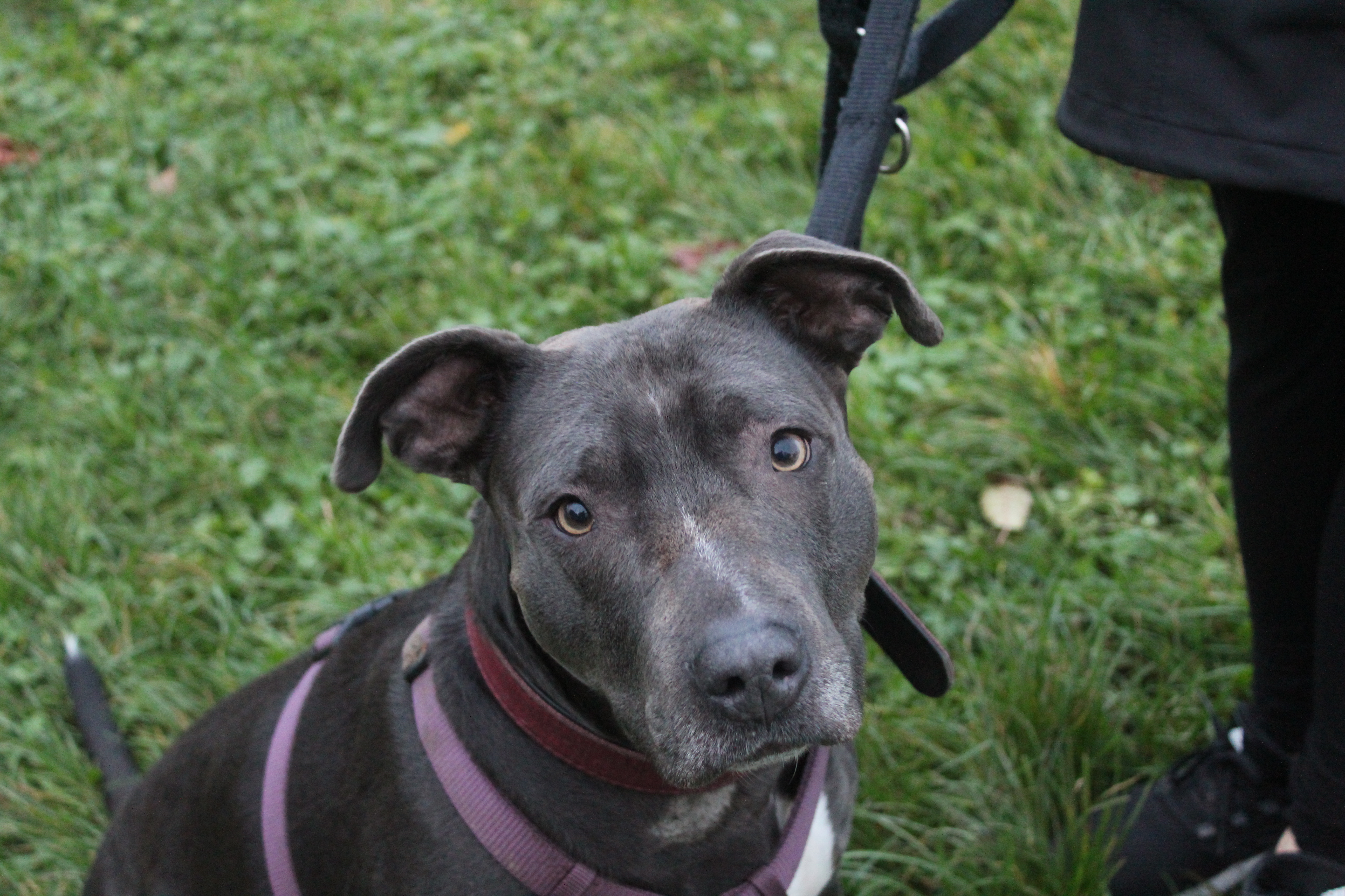 Malia – Staffordshire-Mix, weiblich, 50969 Köln-Zollstock – zur Adoption