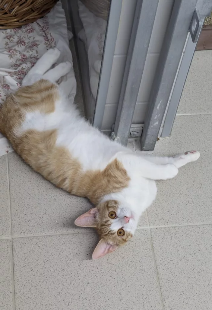 Jamie – EKH, männlich, 26389 Wilhelmshaven – zur Adoption