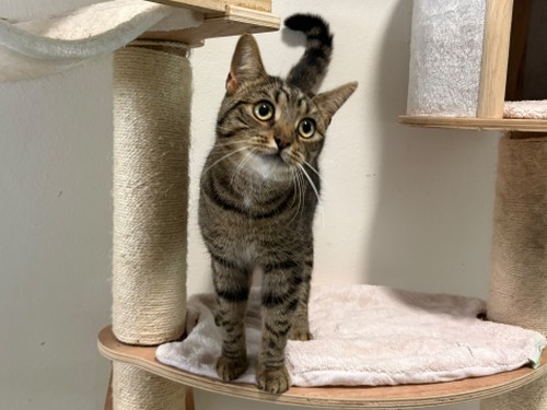 Master – Katze, männlich, 1 Jahr, 32758 Detmold – zur Adoption