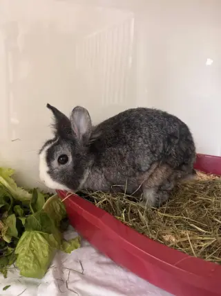 Leo