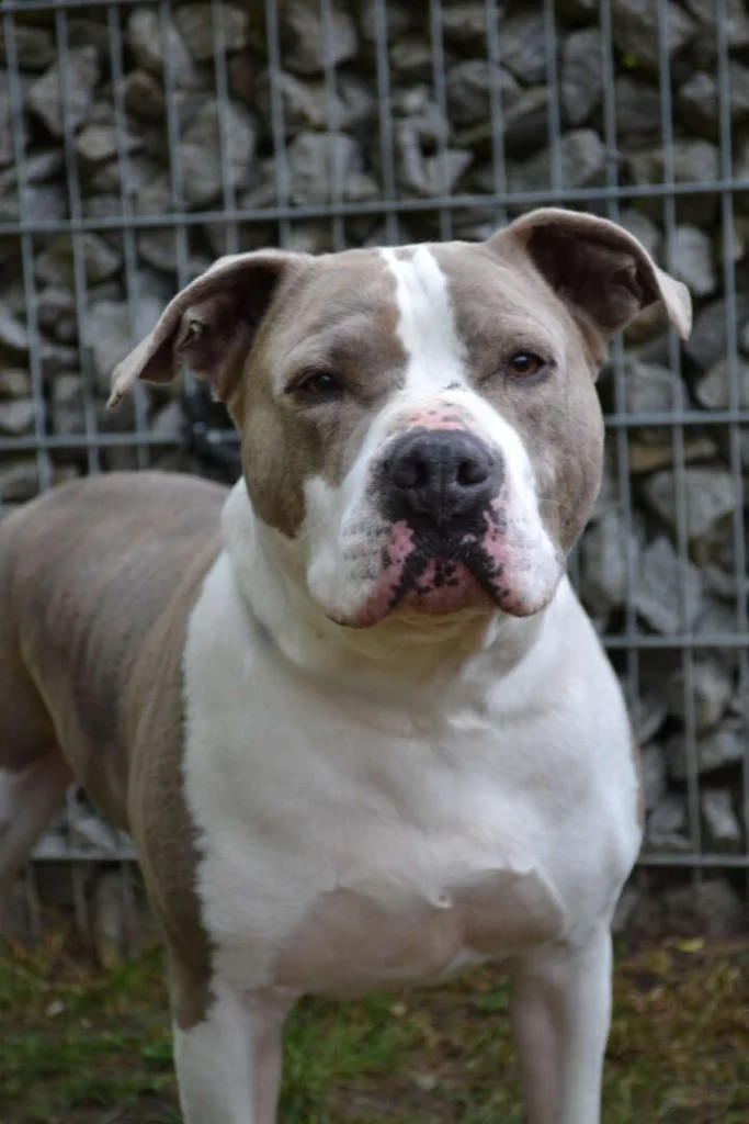 Graf – Staffordshire-Mix, männlich, 5 Jahre, 13057 Berlin – zur Adoption